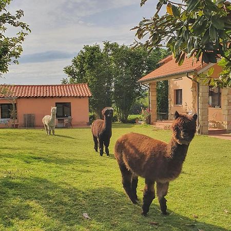 Hotel 3 Alpacas La Campa Kültér fotó