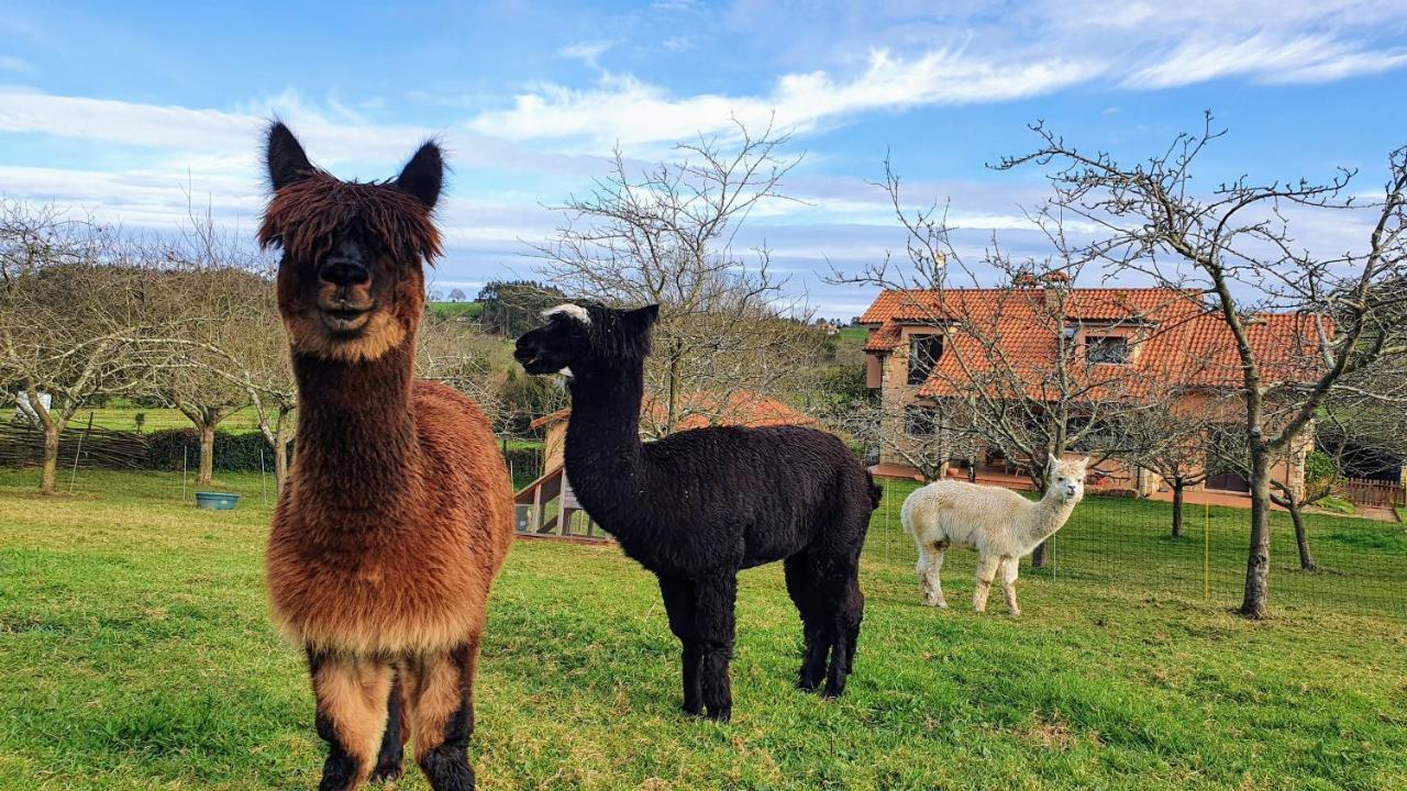Hotel 3 Alpacas La Campa Kültér fotó