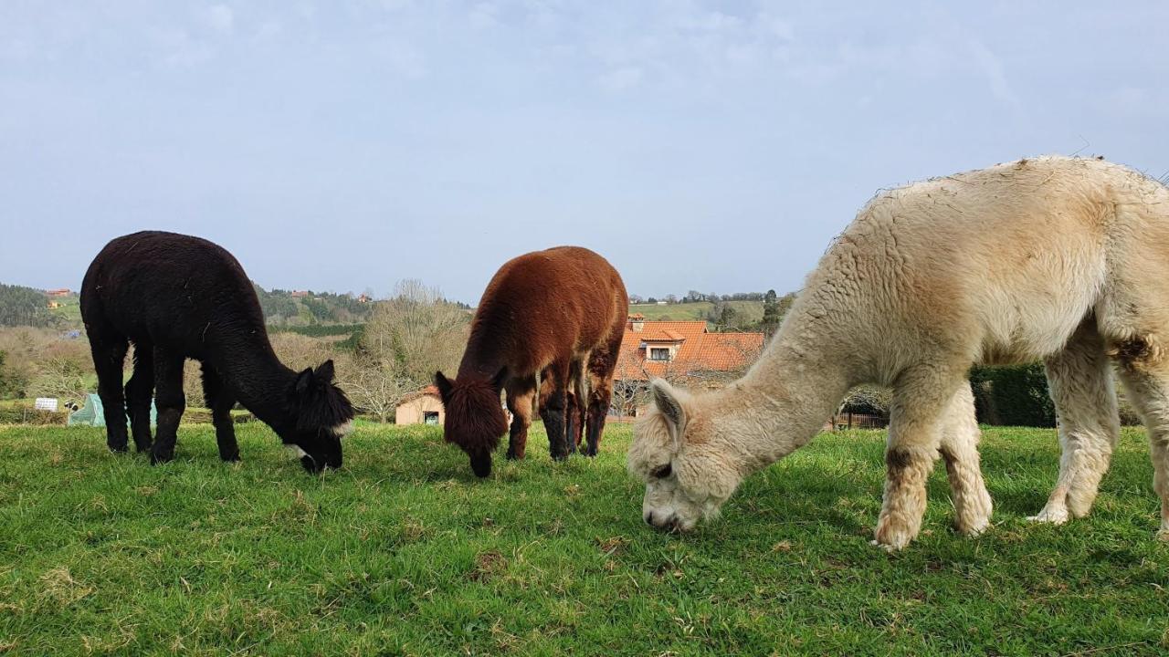 Hotel 3 Alpacas La Campa Kültér fotó