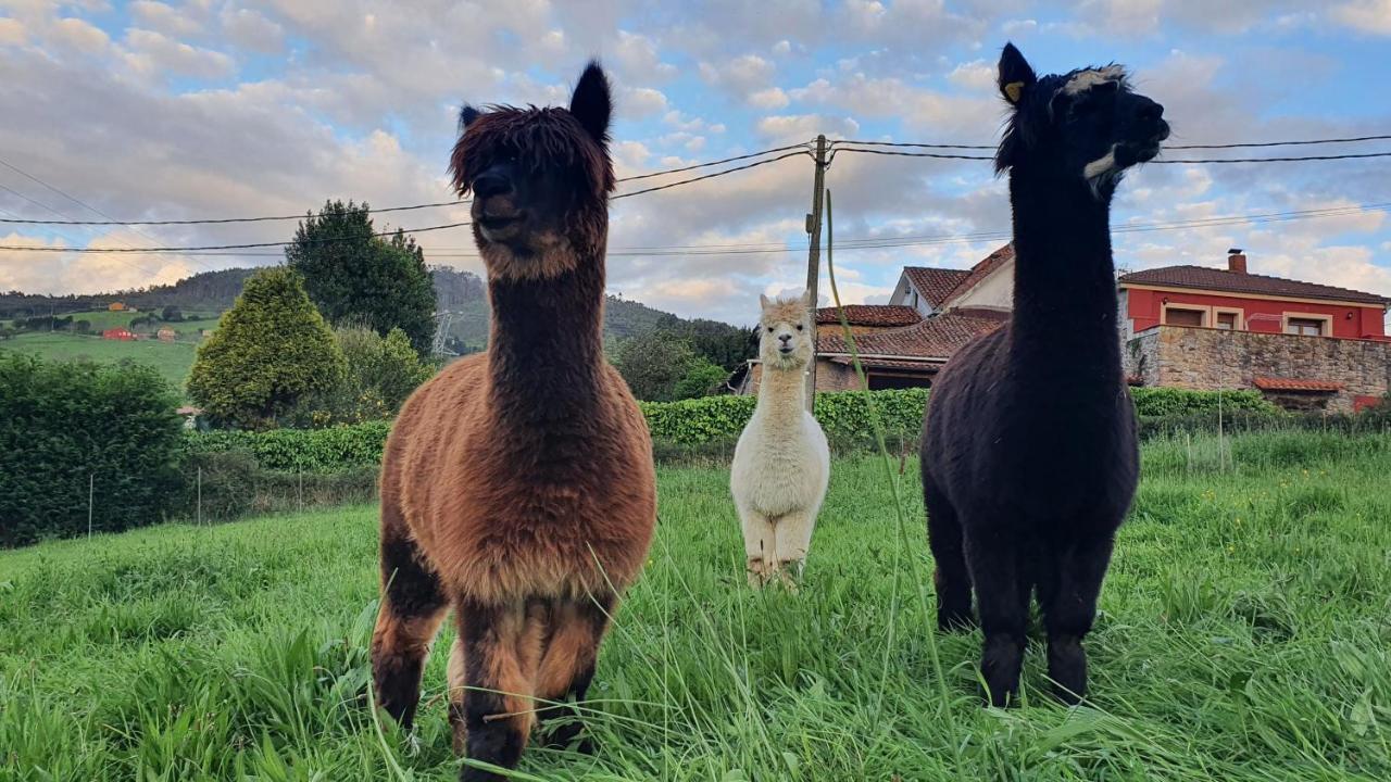 Hotel 3 Alpacas La Campa Kültér fotó