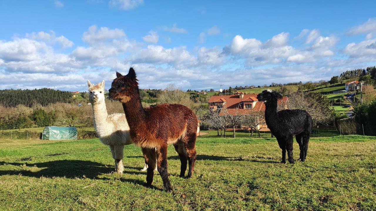 Hotel 3 Alpacas La Campa Kültér fotó