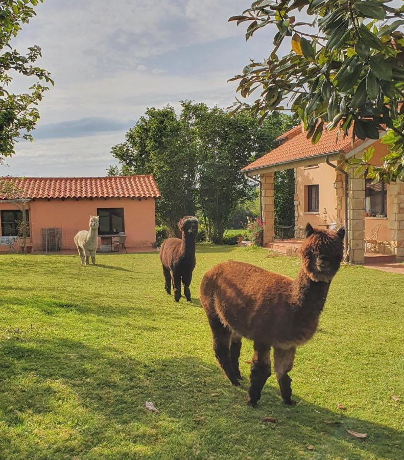 Hotel 3 Alpacas La Campa Kültér fotó