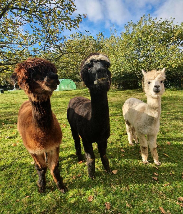 Hotel 3 Alpacas La Campa Kültér fotó