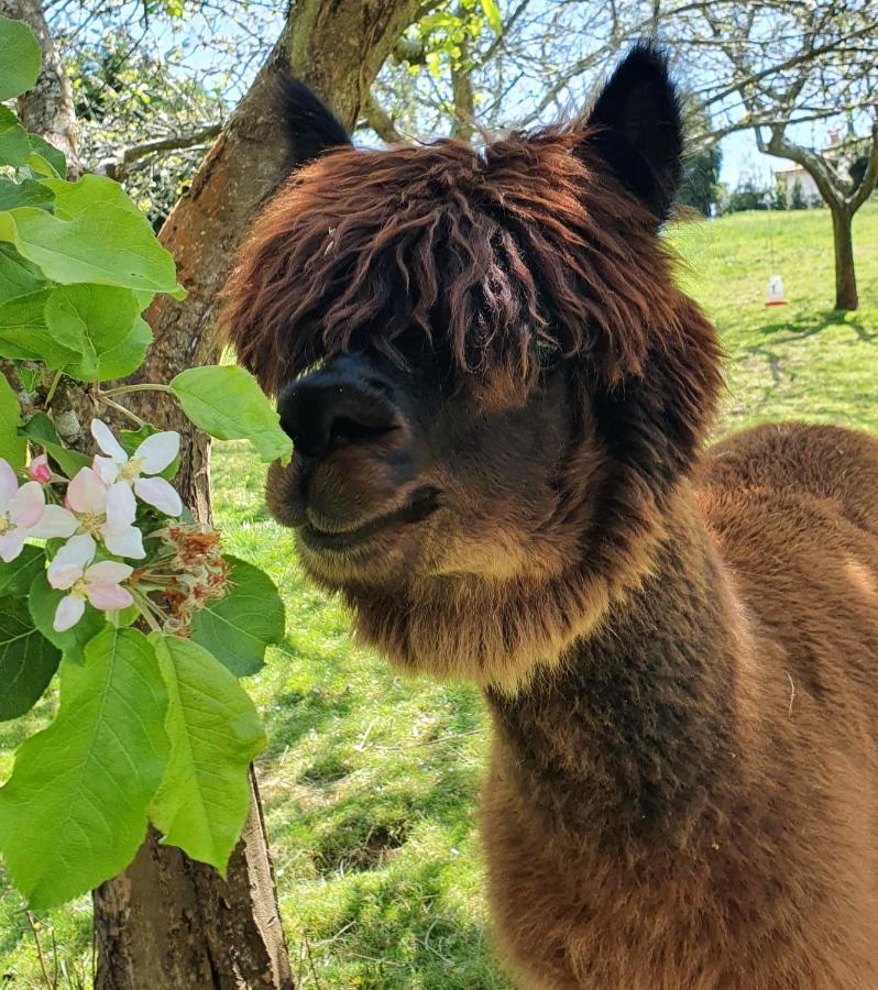Hotel 3 Alpacas La Campa Kültér fotó