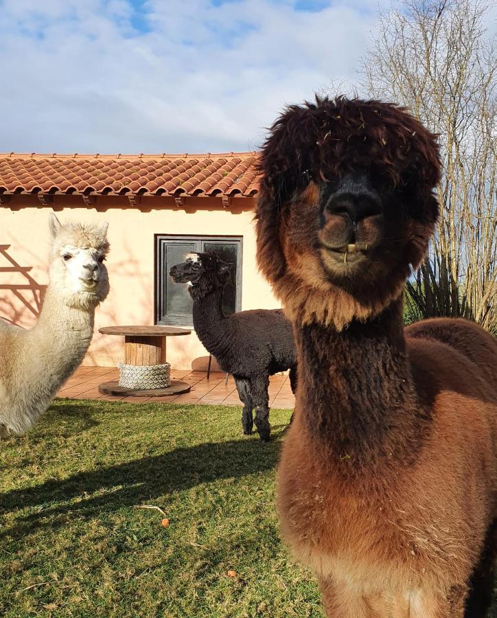 Hotel 3 Alpacas La Campa Kültér fotó