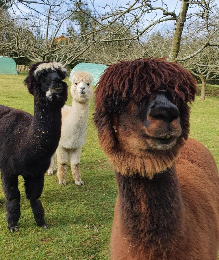 Hotel 3 Alpacas La Campa Kültér fotó