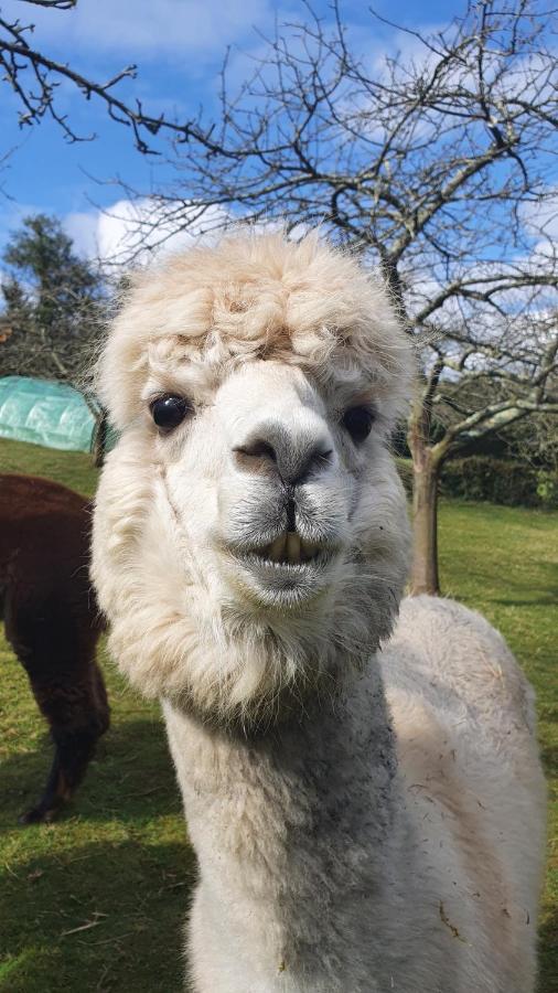 Hotel 3 Alpacas La Campa Kültér fotó