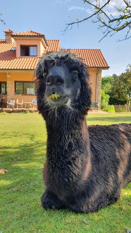 Hotel 3 Alpacas La Campa Kültér fotó