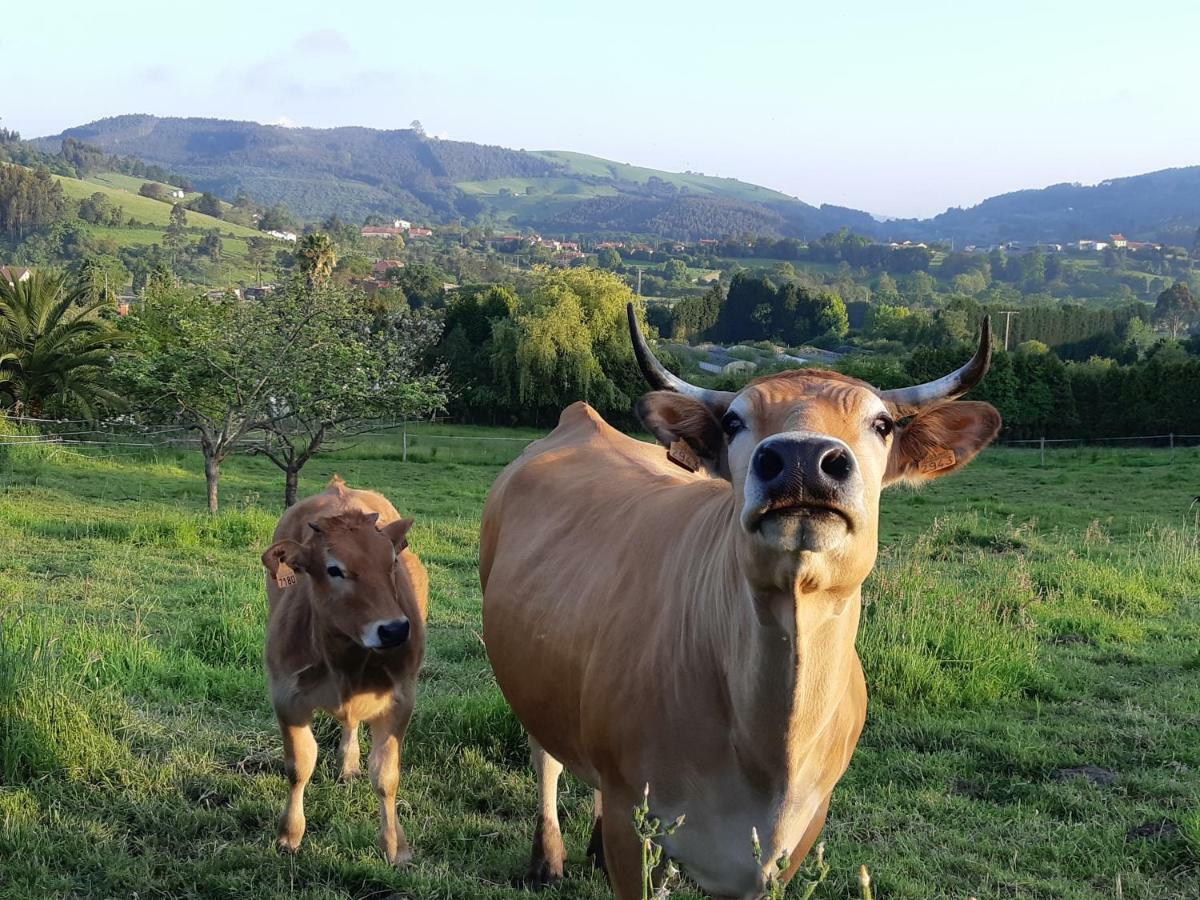 Hotel 3 Alpacas La Campa Kültér fotó