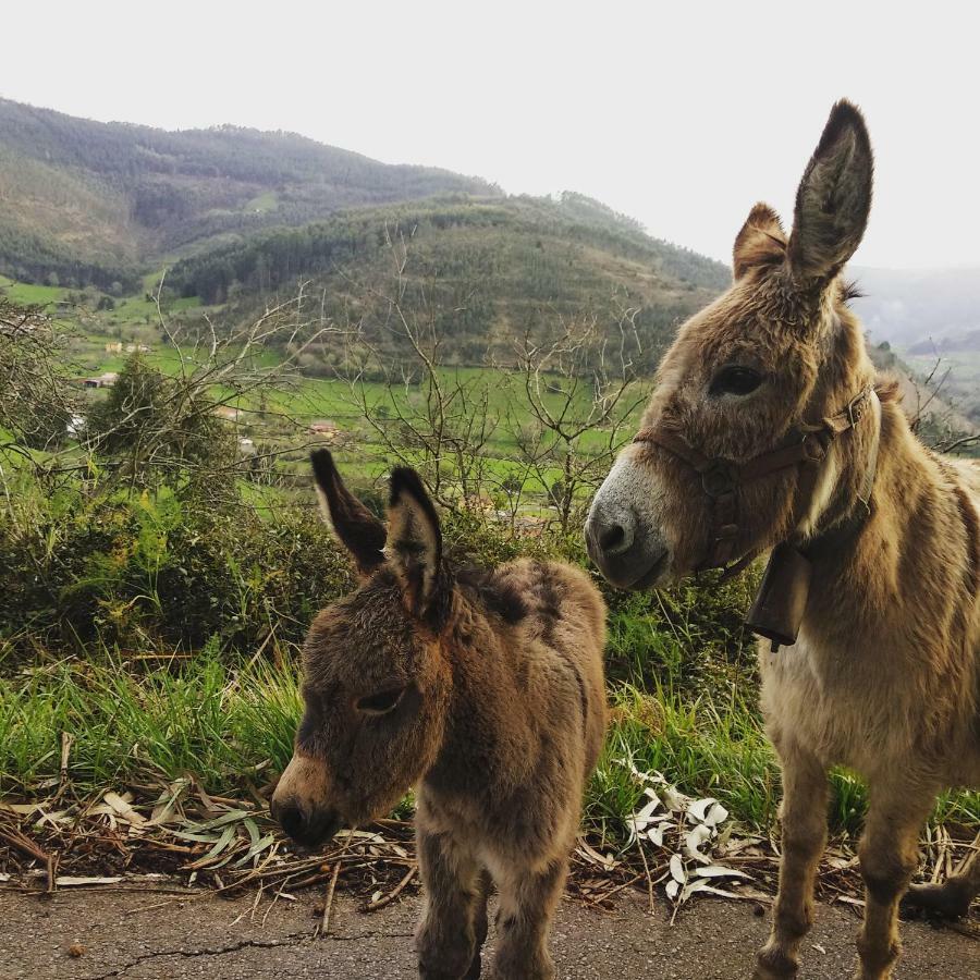 Hotel 3 Alpacas La Campa Kültér fotó