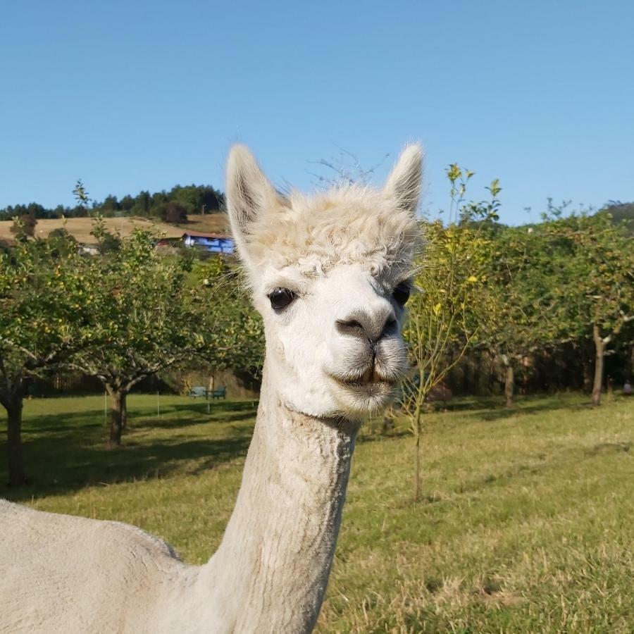 Hotel 3 Alpacas La Campa Kültér fotó